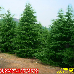 别墅庭院雪松苗 雪松小苗 雪松树苗南北方种植盆栽宝塔松圣诞树苗