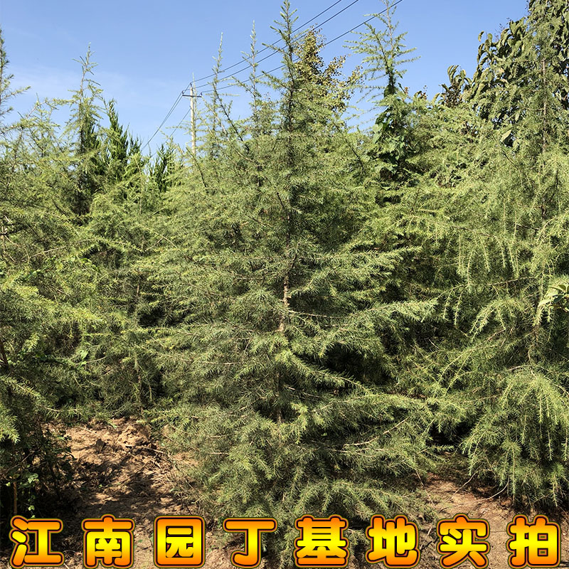 塔松圣诞雪松苗占地白皮松树苗黑松盆景小树苗绿化工程苗四季常青