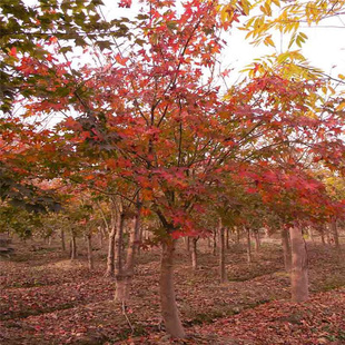 园林绿花苗木庭院植物花卉五角枫苗元宝枫树苗景观植物五角枫树苗
