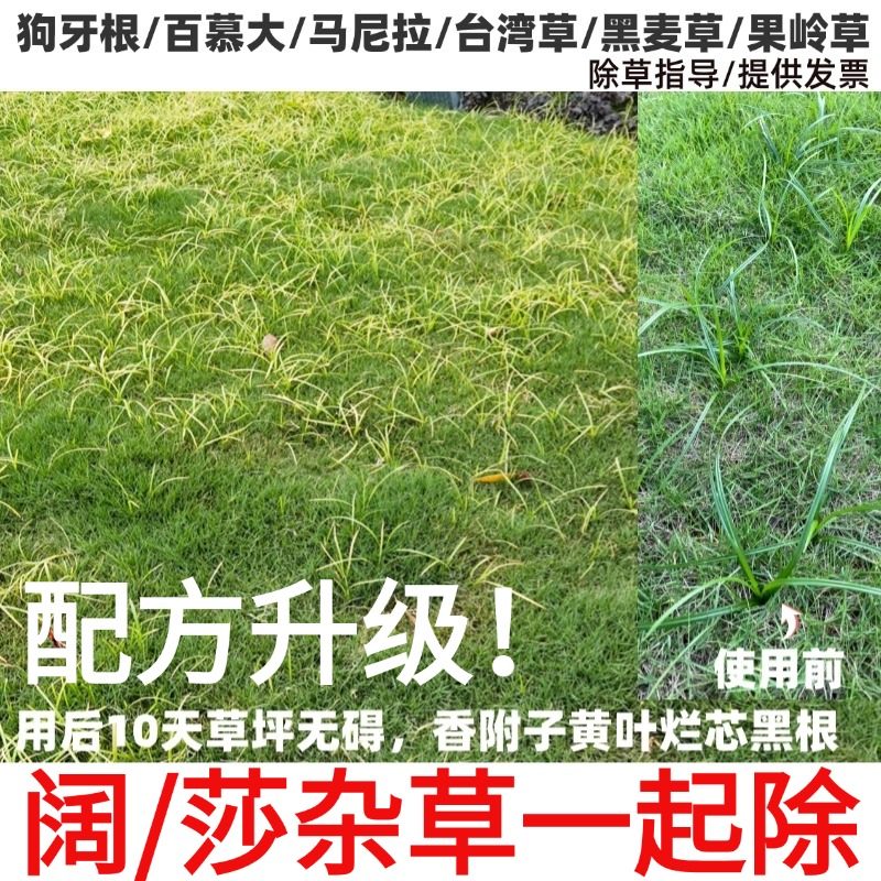 草坪除杀香附子除草剂消莎草净莎能百慕大台湾草坪除三棱草烂根药