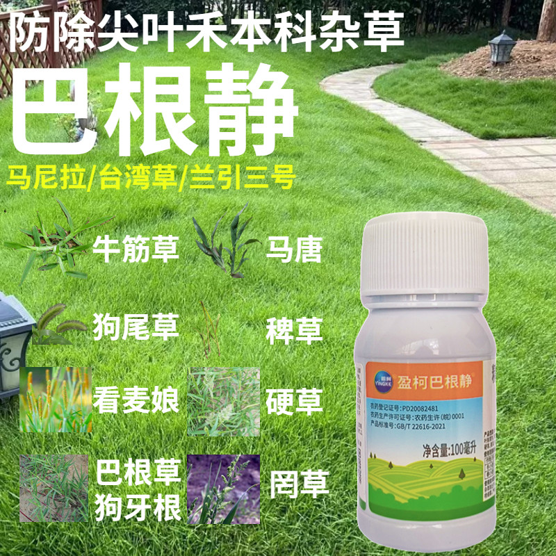 巴根净套装除草剂+台湾草马尼拉兰引三除野生狗牙根铁线草尖叶草