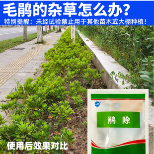 盈柯鹃除除草剂+除香附子茅草牛筋尖叶草水花生套装毛鹃除草技术