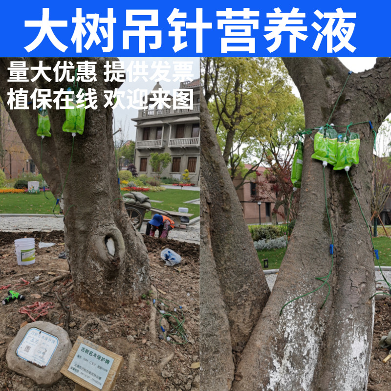 碧活大树营养吊针液桂花银杏杜鹃红枫香樟树樱花催芽促生根输液水