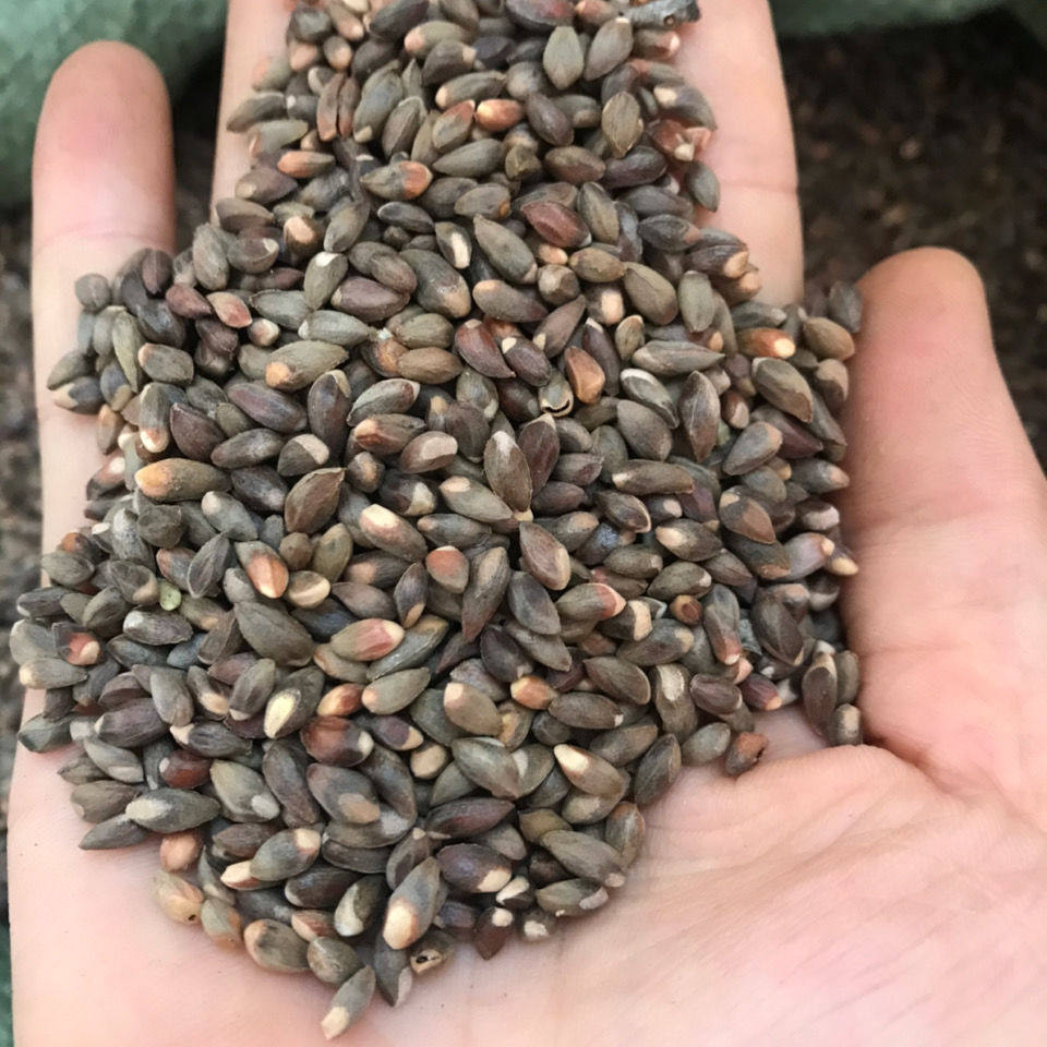 野生柏树籽500克侧柏籽柏子柏实柏树果 带壳柏子仁装枕头