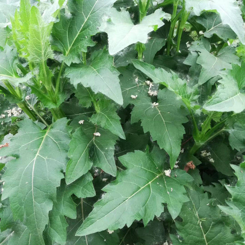 串叶松香草种子华夏中华神菊教授菊种籽牧草多年生猪牛羊鹅食用