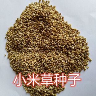 小米草种子 种籽鱼虾蟹专用养殖 耐高温