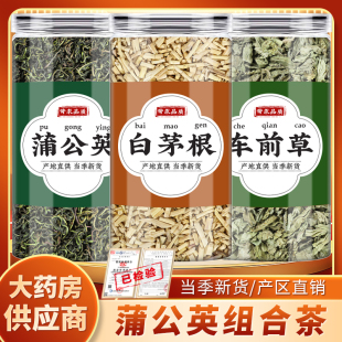 白茅根蒲公英车前草茶中药材正品蒲公英干草袋泡茶包煮水喝的功效