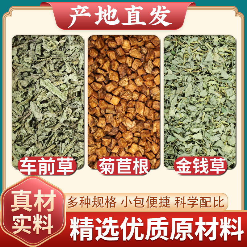 车前草金钱草菊苣中药材正品泡水