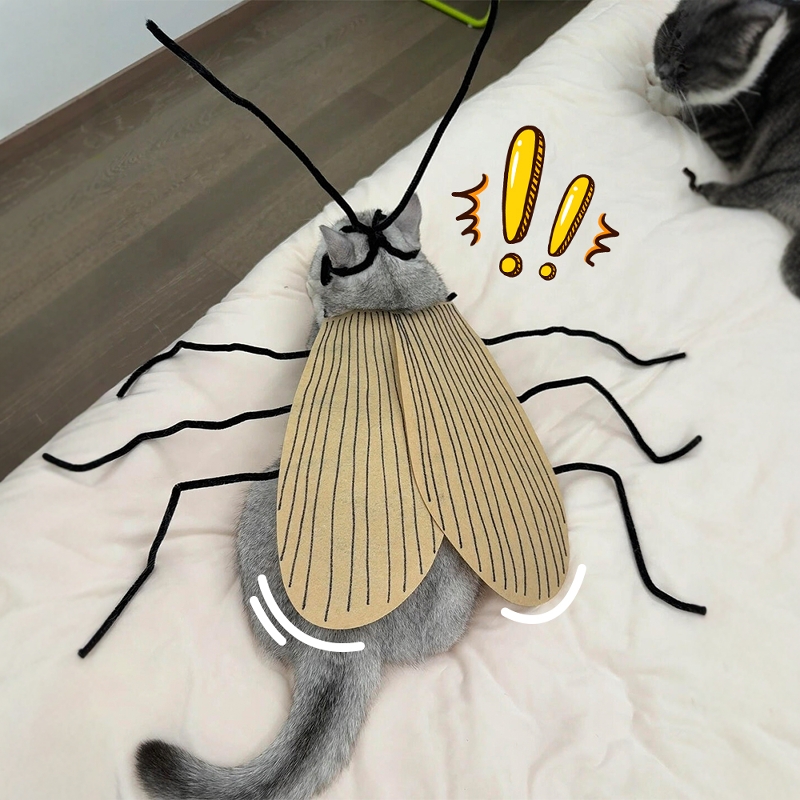 恋爱吗，是纯情蟑螂服小猫咪！