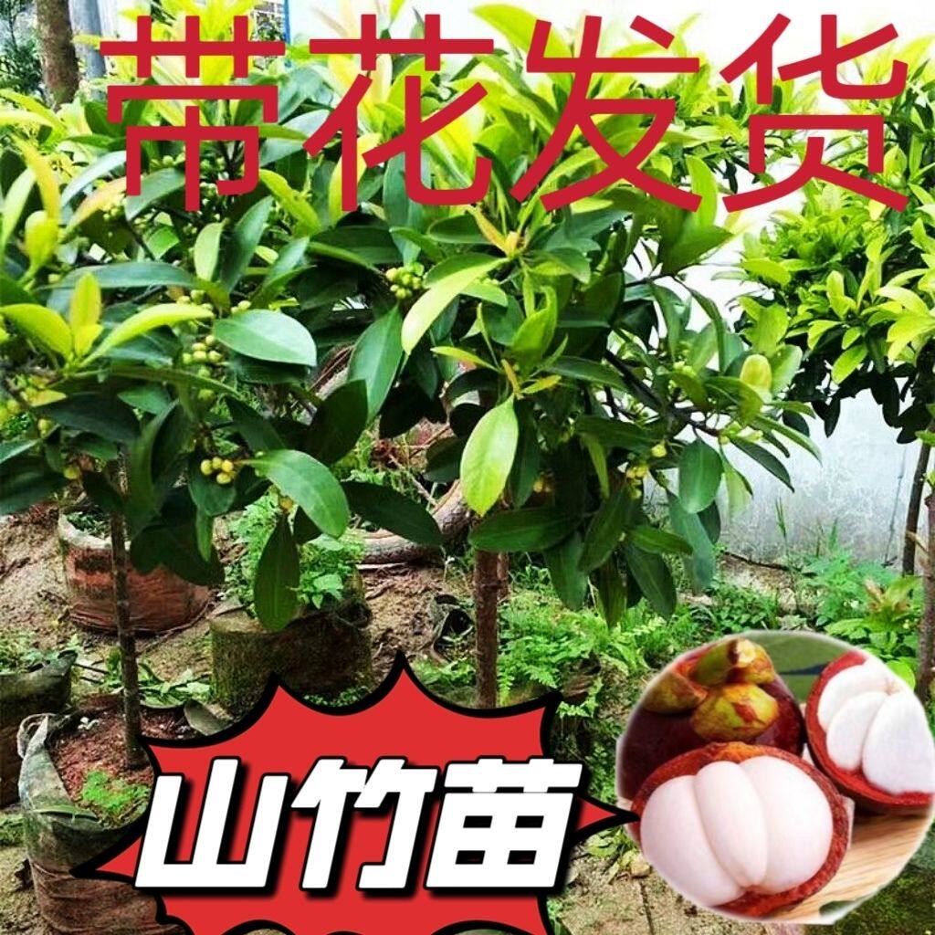 带花发货山竹树苗岭南黄金山竹树苗泰国山竹树苗庭院盆栽嫁接树苗