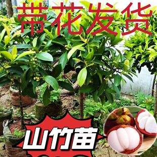 带花发货山竹树苗岭南黄金山竹树苗泰国山竹树苗庭院盆栽嫁接树苗
