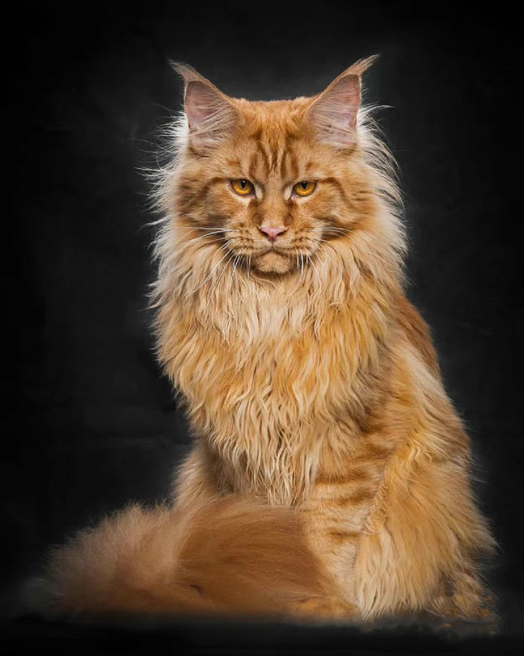 缅因猫幼猫纯种巨型猫烟灰色俄罗斯赛级银虎斑幼崽罗德猫舍