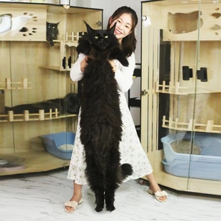 [宠物AA级]缅因猫幼猫巨型银虎斑缅因猫纯种幼崽罗德猫舍