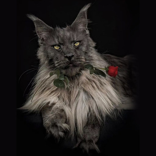 纯种巨型银虎斑幼崽缅因猫猫舍