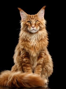 [血统AA级][有繁育权][带CFA证书]纯种缅因猫幼猫罗德猫舍