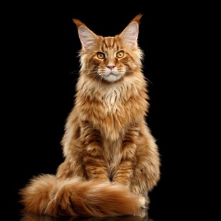 带CFA证书 有繁育权 纯种缅因猫幼猫罗德猫舍 血统AA级