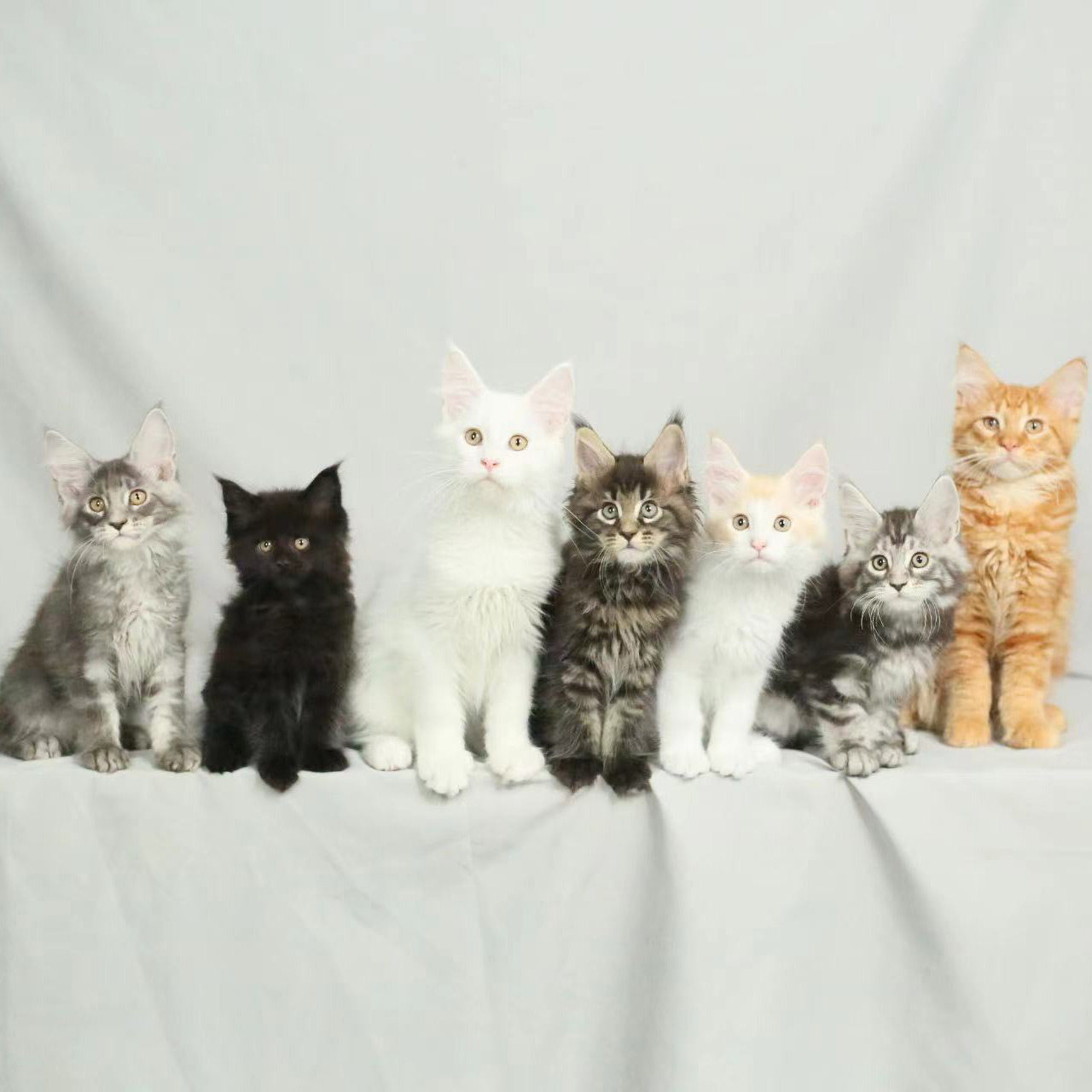 缅因猫幼猫纯种巨型猫红虎斑俄罗斯赛级银虎斑上海大天使缅因猫舍