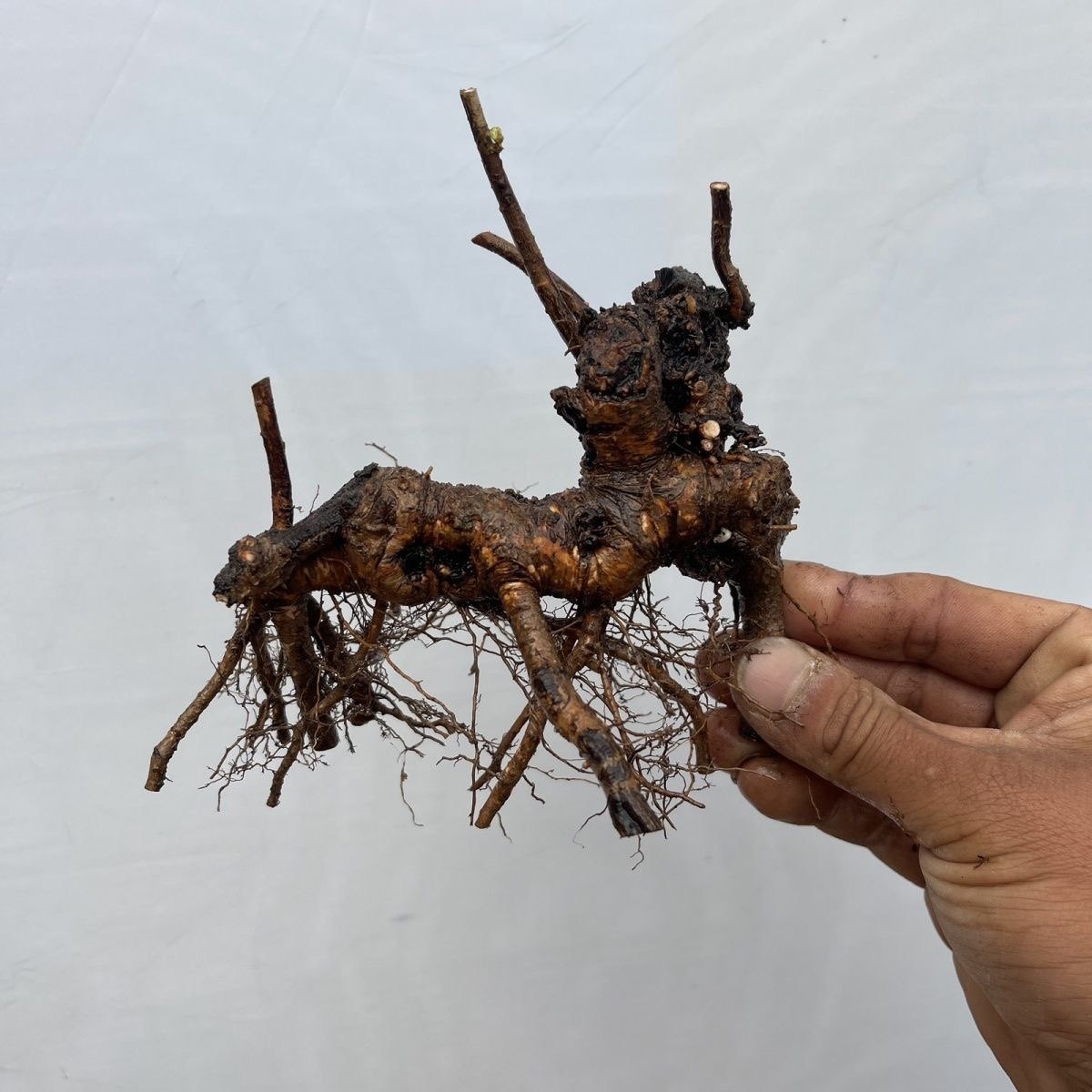 山里红老桩野山楂盆景素材新鲜山采桩小叶红果随机发货