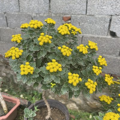 日本野菊高山雅菊银边芳香小菊耐寒南北方种植阳台庭院盆栽菊花