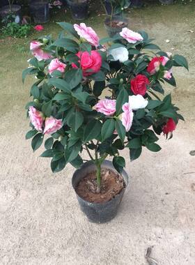 山茶花五色赤丹香妃一棵树多色花