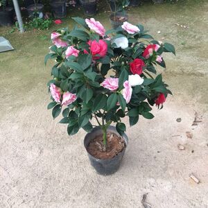 山茶花五色赤丹香妃一棵树多色花