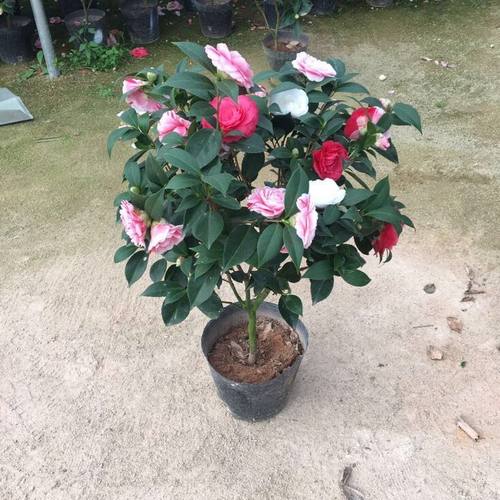 山茶花五色赤丹香妃一棵树多色花