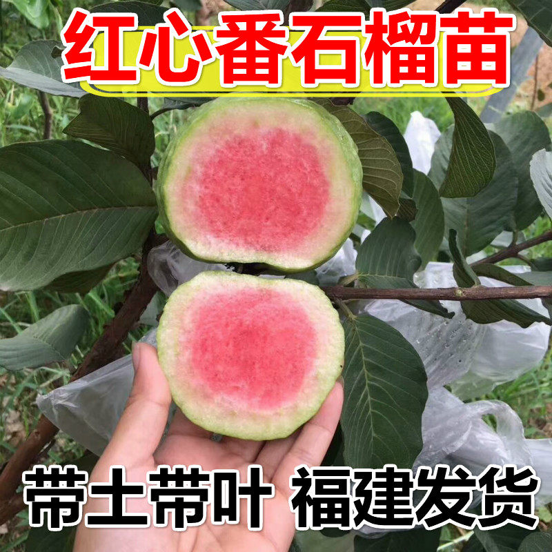 台湾红心番石榴嫁接苗 红宝石番石榴果树西瓜红芭乐树苗当年挂果