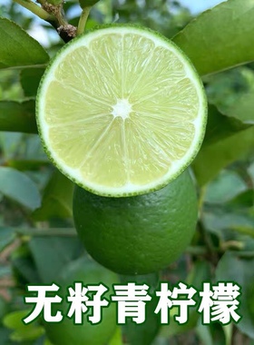 新鲜水果塔希提无籽青柠檬小柠檬 奶茶店整箱水果薄皮无籽绿青柠