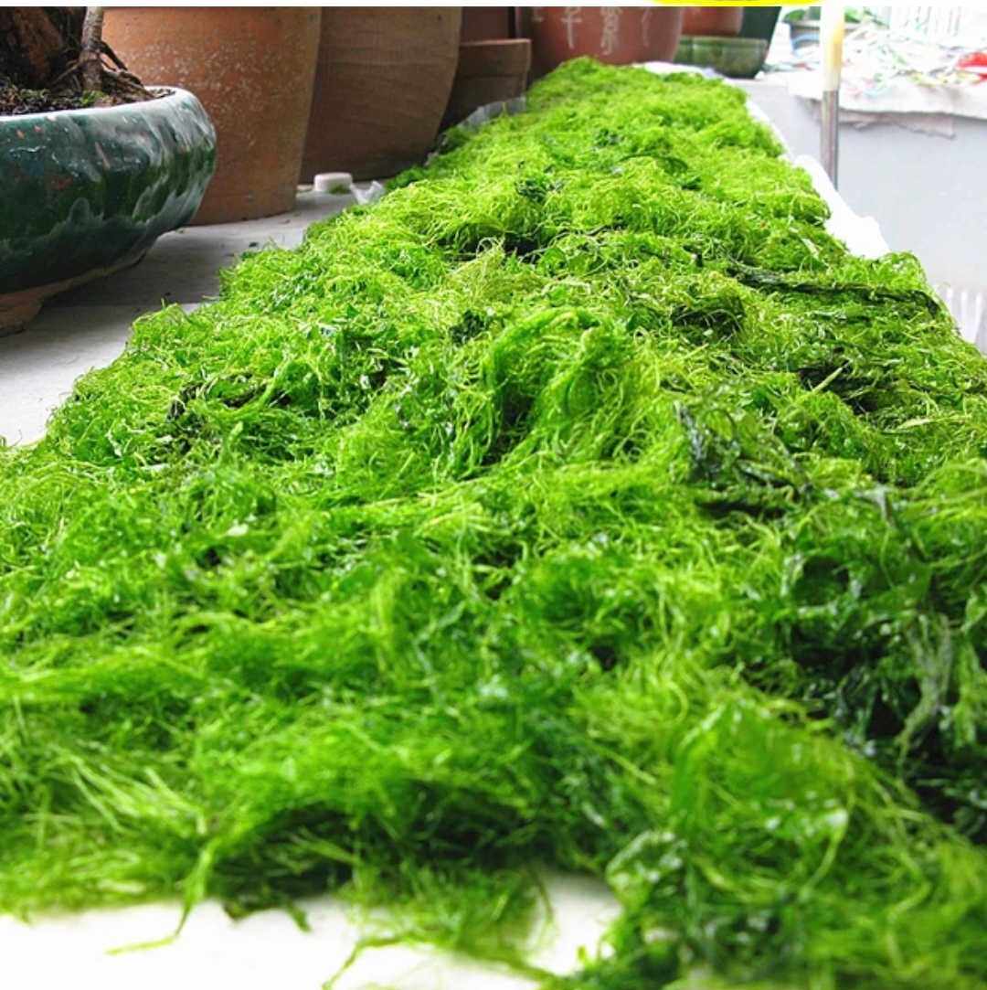 藻伊佳绿色苔条条买粉小送中秋月饼原料四500g苔磨粉浒一麻花