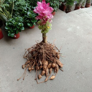 姜黄苗广西姜荷花莪术广术蓬莪术温郁金种苗药用种球盆栽绿植