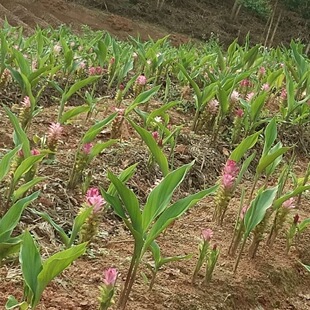 正宗广西姜荷花莪术广术蓬莪术温郁金黄姜种苗药用种球四季盆栽