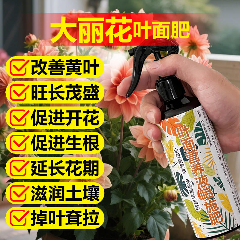 大丽花专用肥料养殖种球根地瓜花苗小丽菊花肥种植营养液叶面肥料