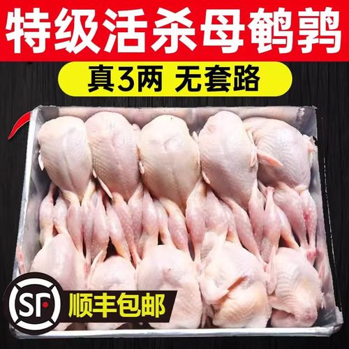 【顺丰包邮】特大现杀母鹌鹑便宜生鲜区内脏新鲜鹌鹑肉乳鸽鹌鹑