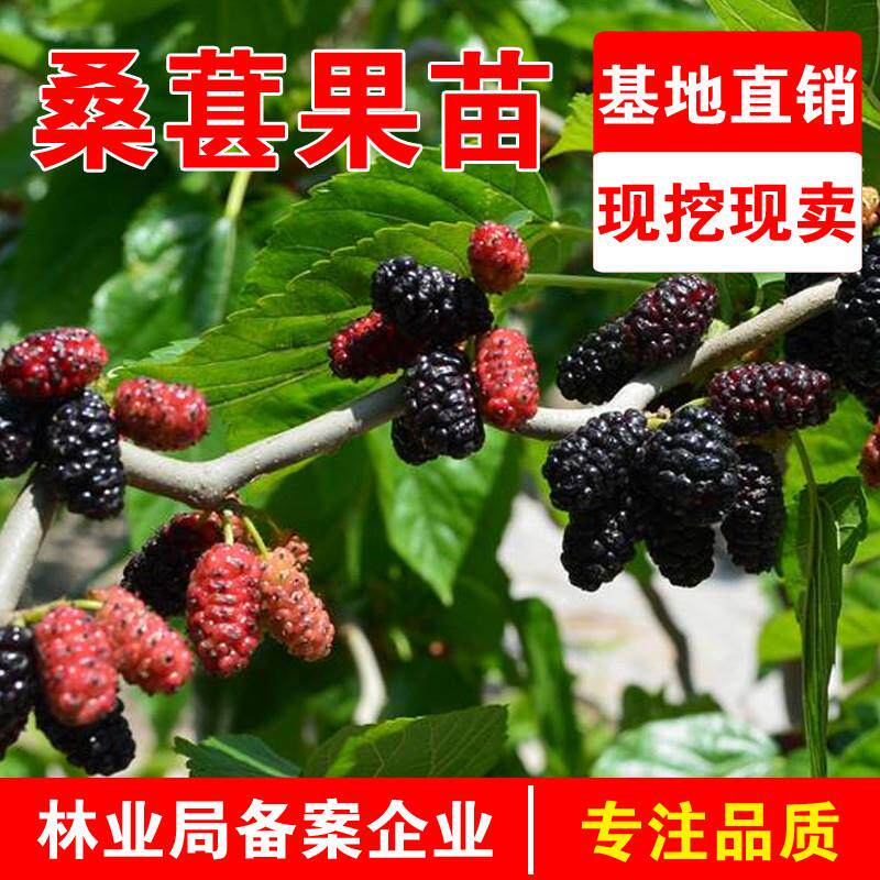 桑葚树苗无籽十大嫁接四季盆栽大叶桑树苗南北方种植地栽当年结果