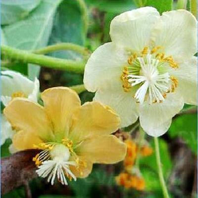 猕猴桃雄株授粉树猕猴桃树苗雄株授粉开花的猕猴桃树苗当年开花