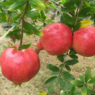 山东泰山红软籽石榴树苗盆栽地栽果树苗南方北方种植产量高果实大