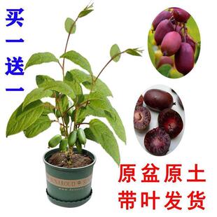 软枣猕猴桃树苗四季水果苗新品种红黄心猕猴桃树盆栽地栽当年结果
