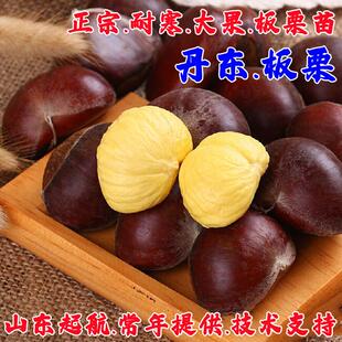 嫁接板栗苗树辽宁丹东办事树苗大果毛栗子树南方北方种植当年结果