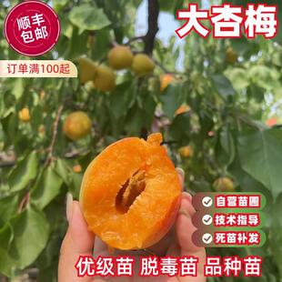 大杏梅树苗南北方地栽种植特大杏树果苗盆栽嫁接杏子苗树当年结果