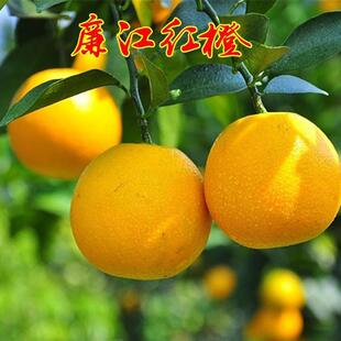 甜橙树苗红光橙树苗红江橙苗嫁接廉江红橙红江橙子果苗
