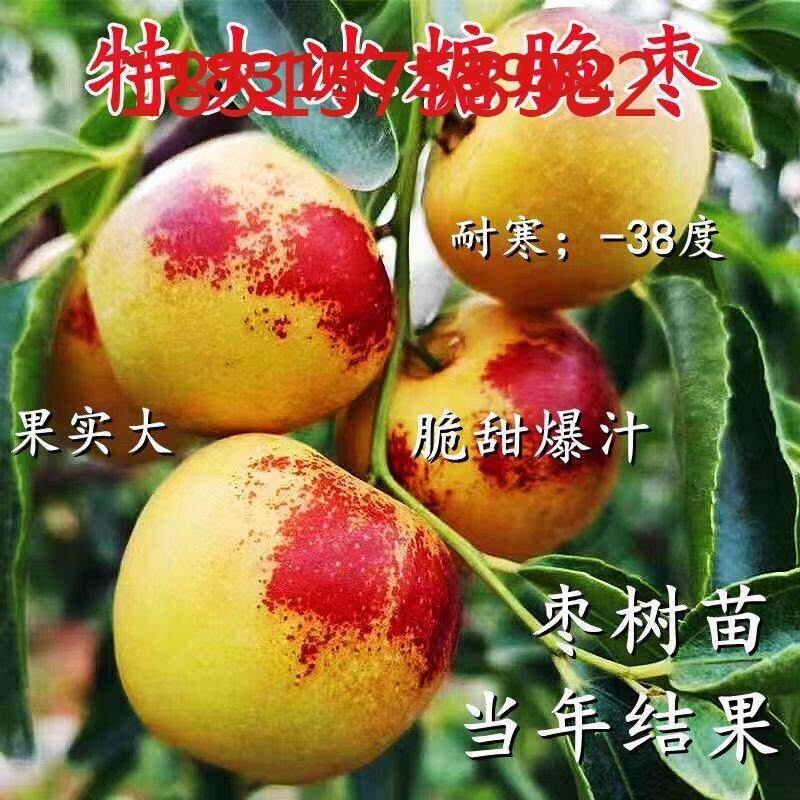 嫁接枣树苗特大冰糖枣冬枣苗耐寒耐旱盆栽地栽南北方种植当年结果