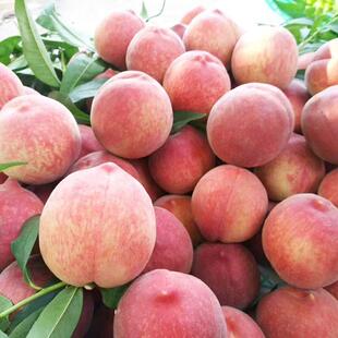 桃子桃树苗 四川成都龙泉驿水蜜桃果树苗 嫁接苗 晚熟