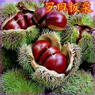 罗田板栗树苗 果树苗 嫁接板栗树苗 南北方种植 当年结果树苗大果