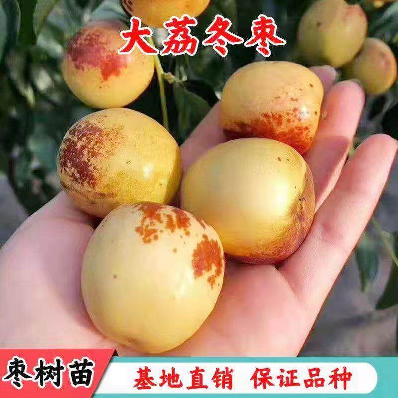 正宗大荔冬枣树苗嫁接沾化冬枣金丝枣树苗特大盆栽地栽南北方种植
