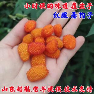 红腺悬钩子树苗野生覆盆子盆栽地栽牛奶莓果苗黄树莓苗南北方种植