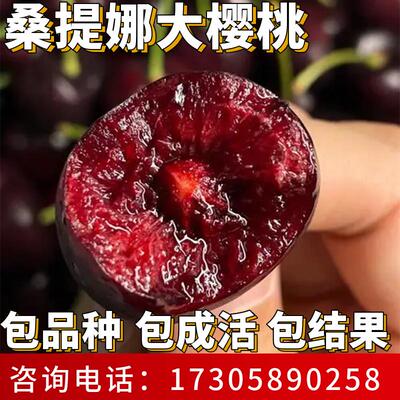 桑提娜车厘子树苗南北方耐寒特大号大樱桃苗盆栽嫁接矮化当年结果