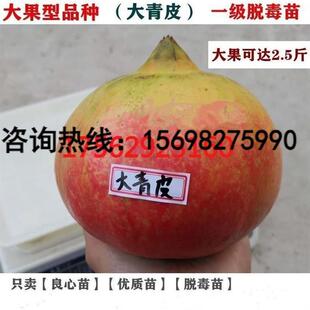 大果型甜石榴苗山东大青皮石榴树苗特大甜盆栽地栽南方北方种植树