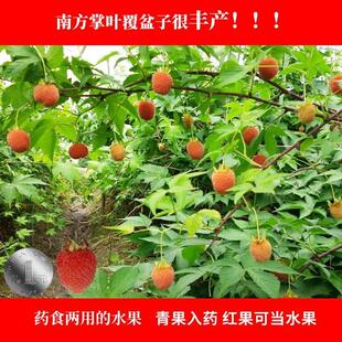 掌叶覆盆子苗 农资试种果树苗 南方种植 盆栽地栽 庭院水果树莓苗