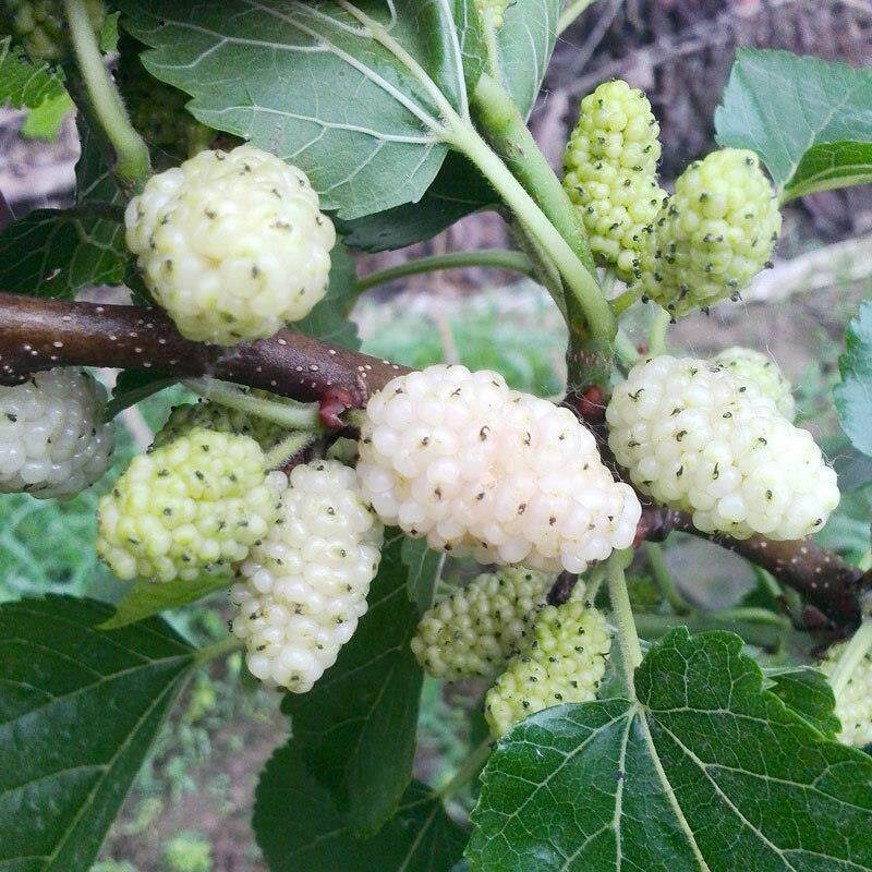 红玛瑙果桑苗成熟纯白的桑葚品种丰产的白色桑葚果树苗南北桑果苗