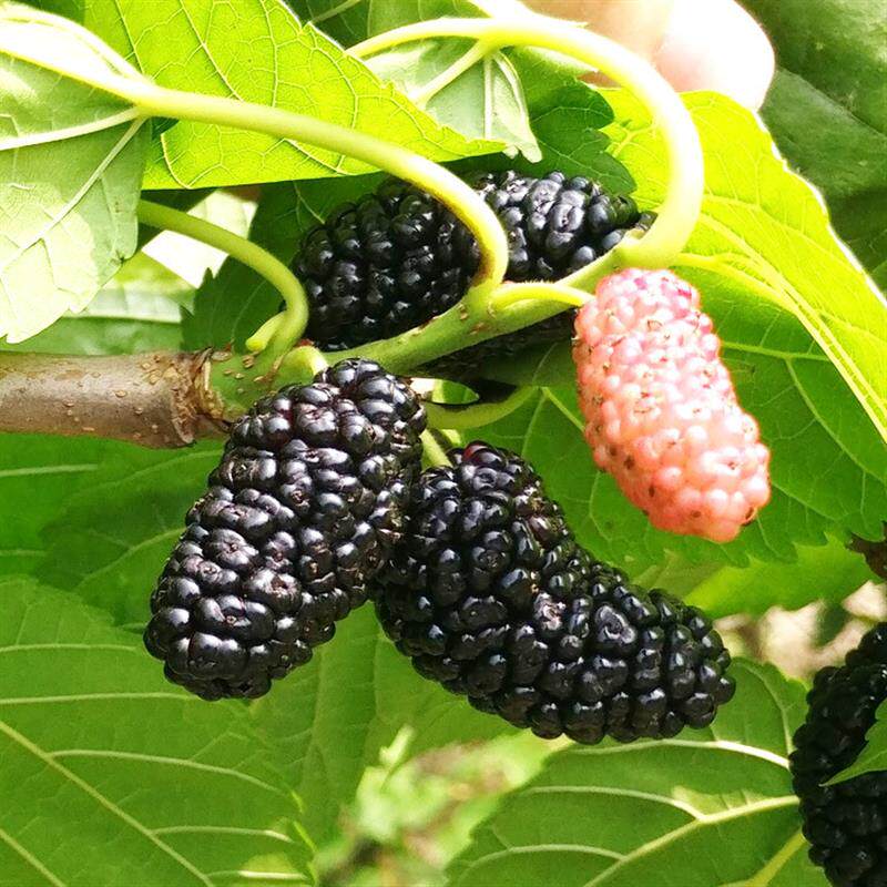 日本甜葚果桑苗,抗冻黑色桑葚品种北方不低于零下30度的可以种